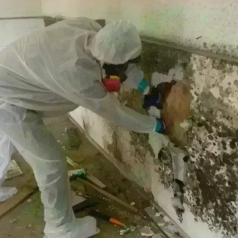 Mold Remediation and Removal in Cuyahoga Falls, OH